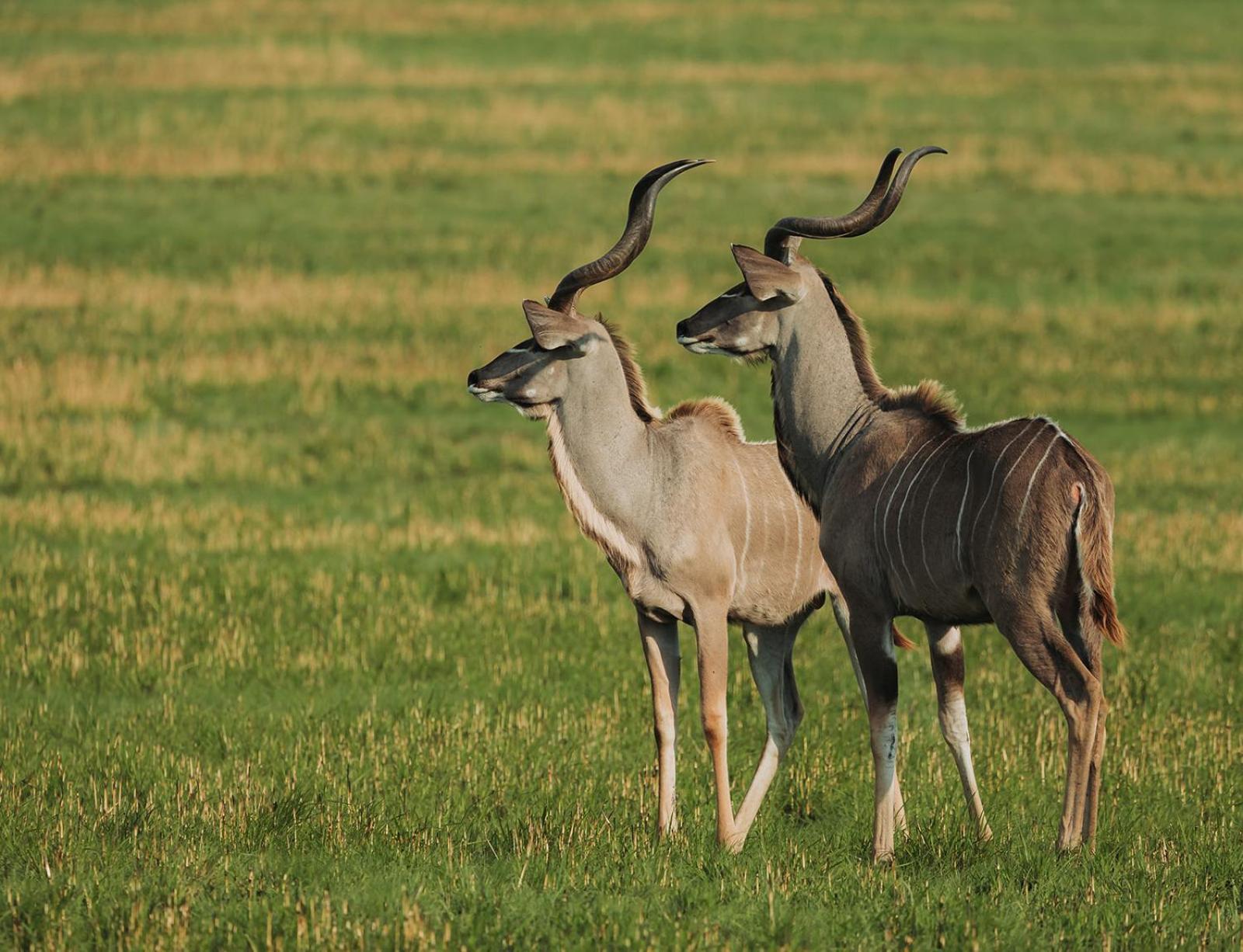 Nambiti Plains Lodge Ladysmith Εξωτερικό φωτογραφία