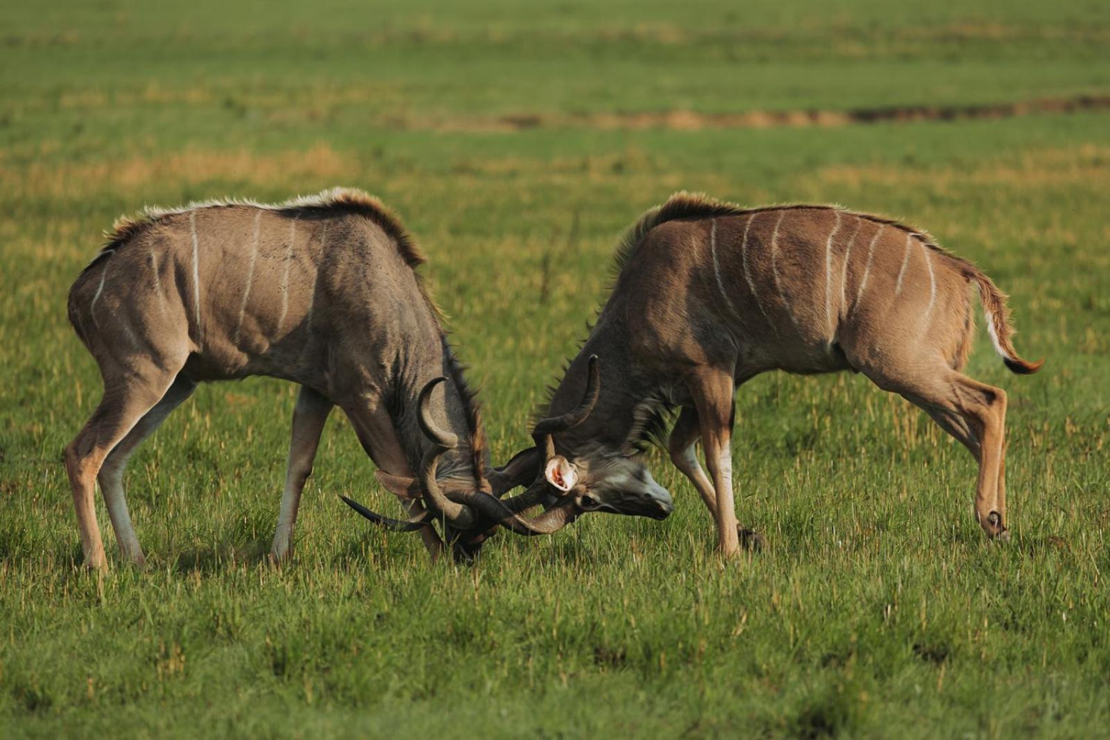 Nambiti Plains Lodge Ladysmith Εξωτερικό φωτογραφία