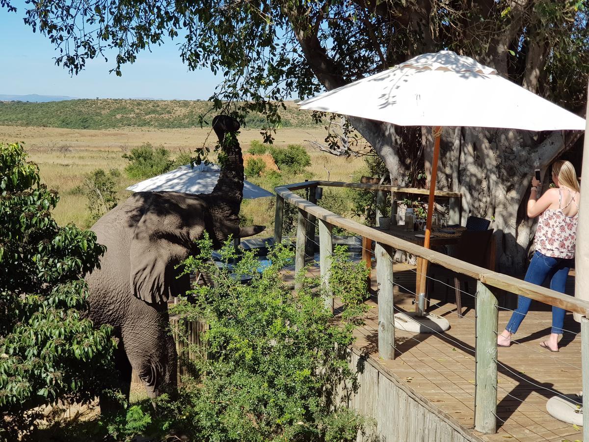 Nambiti Plains Lodge Ladysmith Εξωτερικό φωτογραφία